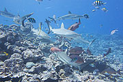 Picture 'Yap1_1_01734 Carcharhinus Amblyrhynchos, Gray Reef Shark, Shark, Yap, Vertigo (dive site)'
